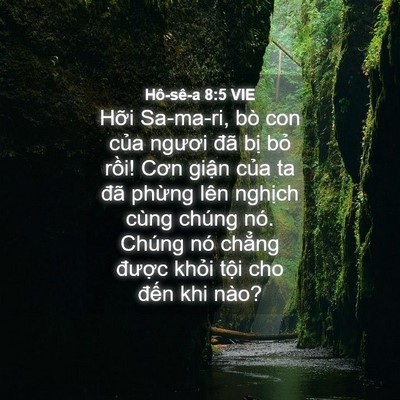 Picture 04 - Hô-sê-a 8:5 VIE - Hỡi Sa-ma-ri, bò con của ngươi đã bị - Bible Verse Picture
