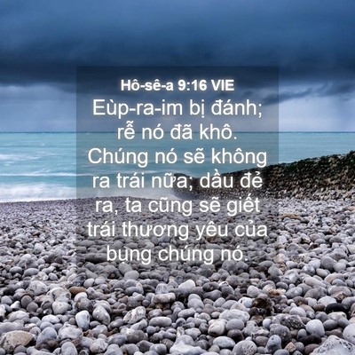 Picture 04 - Hô-sê-a 9:16 VIE - Eùp-ra-im bị đánh; rễ nó đã khô. - Bible Verse Picture