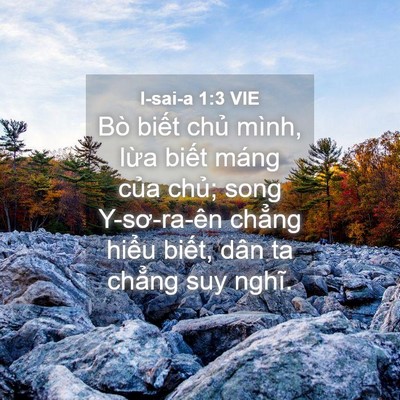Picture 04 - I-sai-a 1:3 VIE - Bò biết chủ mình, lừa biết máng của - Bible Verse Picture