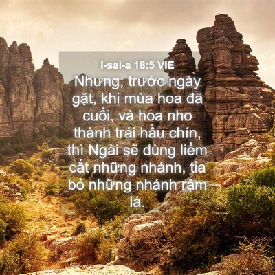 Picture 04 - I-sai-a 18:5 VIE - Nhưng, trước ngày gặt, khi mùa hoa đã - Bible Verse Picture