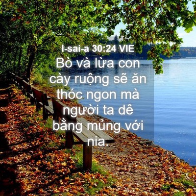 Picture 04 - I-sai-a 30:24 VIE - Bò và lừa con cày ruộng sẽ ăn thóc - Bible Verse Picture