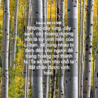 Picture 04 - I-sai-a 60:13 VIE - Những cây tùng, cây sam, cây hoàng dương - Bible Verse Picture