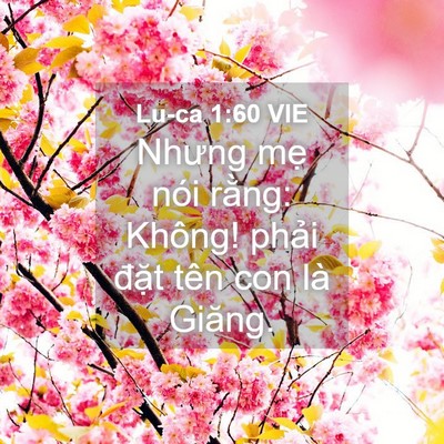 Picture 04 - Lu-ca 1:60 VIE - Nhưng mẹ nói rằng: Không! phải đặt - Bible Verse Picture