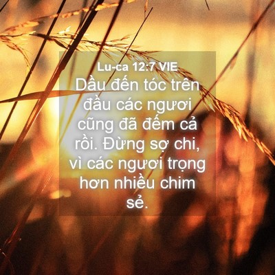 Picture 04 - Lu-ca 12:7 VIE - Dầu đến tóc trên đầu các ngươi cũng - Bible Verse Picture