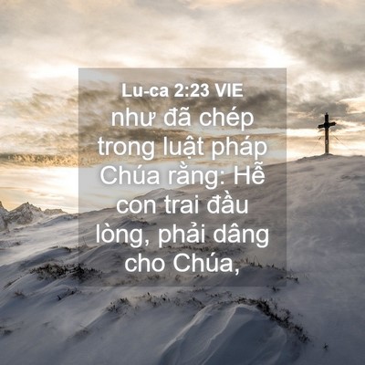Picture 04 - Lu-ca 2:23 VIE - như đã chép trong luật pháp Chúa rằng: - Bible Verse Picture