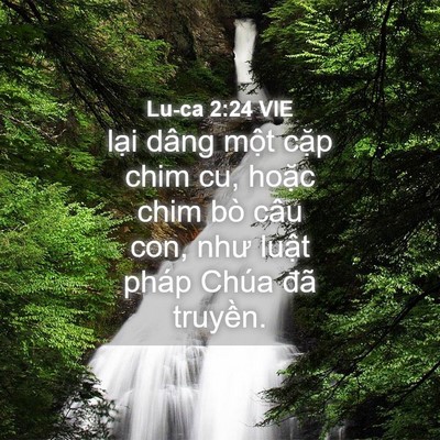Picture 04 - Lu-ca 2:24 VIE - lại dâng một cặp chim cu, hoặc chim bò - Bible Verse Picture