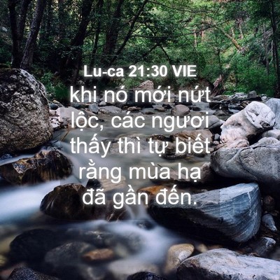 Picture 04 - Lu-ca 21:30 VIE - khi nó mới nứt lộc, các ngươi thấy - Bible Verse Picture