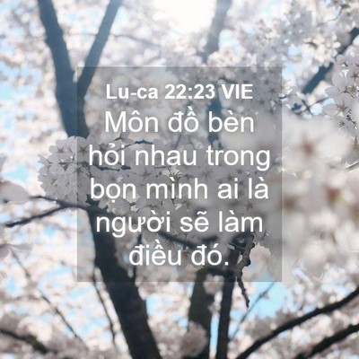 Picture 04 - Lu-ca 22:23 VIE - Môn đồ bèn hỏi nhau trong bọn mình ai - Bible Verse Picture