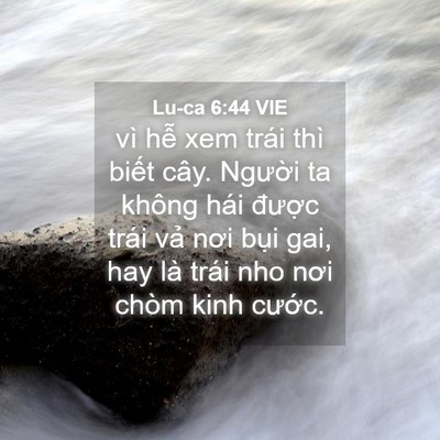 Picture 04 - Lu-ca 6:44 VIE - vì hễ xem trái thì biết cây. Người ta - Bible Verse Picture