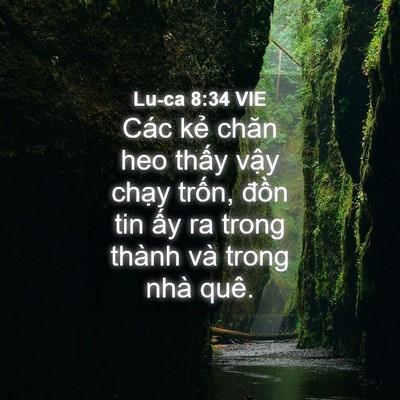 Picture 04 - Lu-ca 8:34 VIE - Các kẻ chăn heo thấy vậy chạy trốn, - Bible Verse Picture