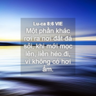 Picture 04 - Lu-ca 8:6 VIE - Một phần khác rơi ra nơi đất đá - Bible Verse Picture