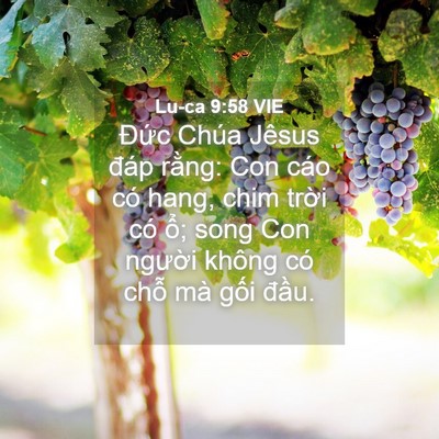 Picture 04 - Lu-ca 9:58 VIE - Đức Chúa Jêsus đáp rằng: Con cáo có - Bible Verse Picture
