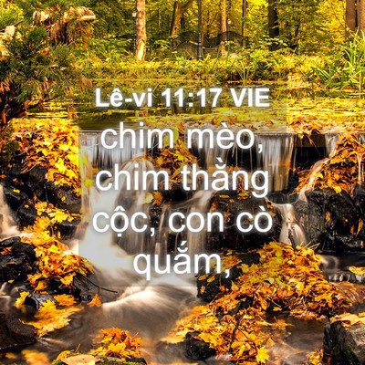 Picture 04 - Lê-vi 11:17 VIE - chim mèo, chim thằng cộc, con cò - Bible Verse Picture