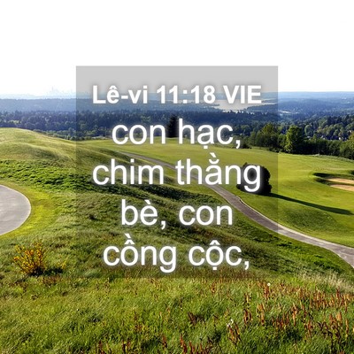 Picture 04 - Lê-vi 11:18 VIE - con hạc, chim thằng bè, con cồng - Bible Verse Picture