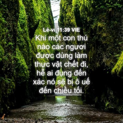 Picture 04 - Lê-vi 11:39 VIE - Khi một con thú nào các ngươi được - Bible Verse Picture