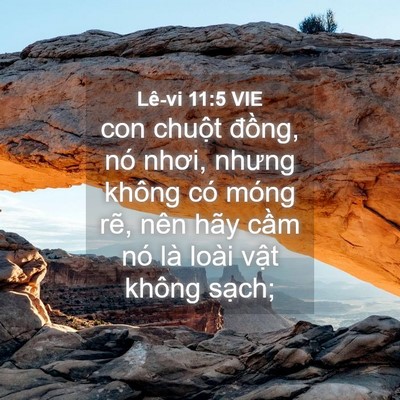 Picture 04 - Lê-vi 11:5 VIE - con chuột đồng, nó nhơi, nhưng không có - Bible Verse Picture