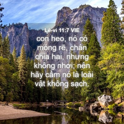 Picture 04 - Lê-vi 11:7 VIE - con heo, nó có móng rẽ, chân chia hai, - Bible Verse Picture