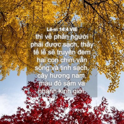 Picture 04 - Lê-vi 14:4 VIE - thì về phần người phải được sạch, - Bible Verse Picture