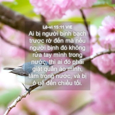 Picture 04 - Lê-vi 15:11 VIE - Ai bị người bịnh bạch trược rờ - Bible Verse Picture
