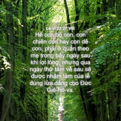Picture 04 - Lê-vi 22:27 VIE - Hễ con bò con, con chiên con hay con dê con, - Bible Verse Picture
