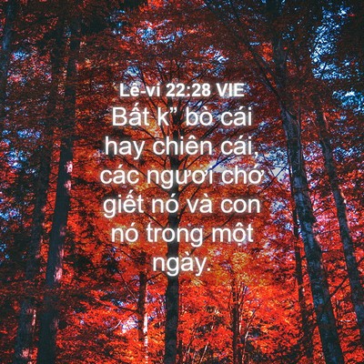 Picture 04 - Lê-vi 22:28 VIE - Bất k” bò cái hay chiên cái, các ngươi - Bible Verse Picture