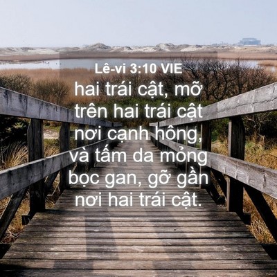 Picture 04 - Lê-vi 3:10 VIE - hai trái cật, mỡ trên hai trái cật nơi - Bible Verse Picture