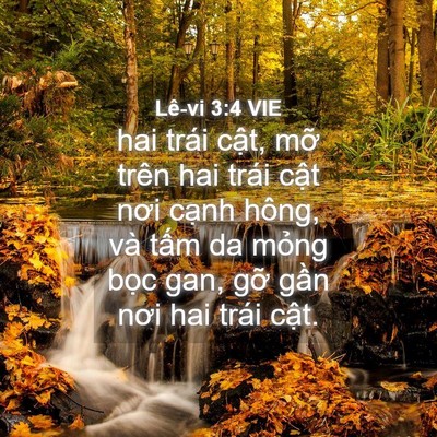 Picture 04 - Lê-vi 3:4 VIE - hai trái cật, mỡ trên hai trái cật nơi - Bible Verse Picture