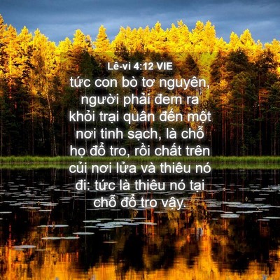 Picture 04 - Lê-vi 4:12 VIE - tức con bò tơ nguyên, người phải đem - Bible Verse Picture
