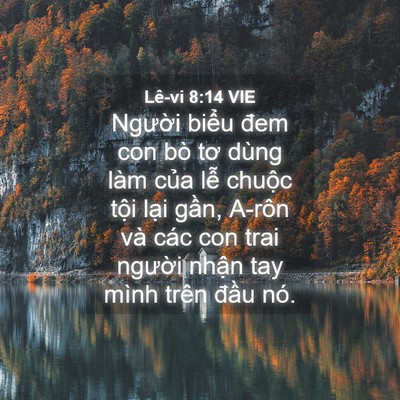 Picture 04 - Lê-vi 8:14 VIE - Người biểu đem con bò tơ dùng làm của - Bible Verse Picture