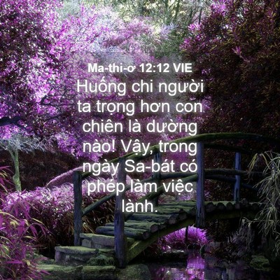 Picture 04 - Ma-thi-ơ 12:12 VIE - Huống chi người ta trọng hơn con chiên - Bible Verse Picture
