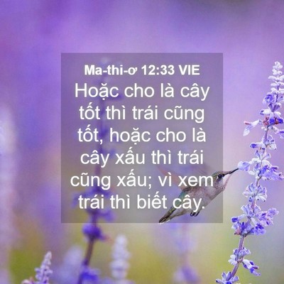 Picture 04 - Ma-thi-ơ 12:33 VIE - Hoặc cho là cây tốt thì trái cũng tốt, - Bible Verse Picture