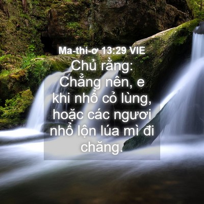 Picture 04 - Ma-thi-ơ 13:29 VIE - Chủ rằng: Chẳng nên, e khi nhổ cỏ - Bible Verse Picture