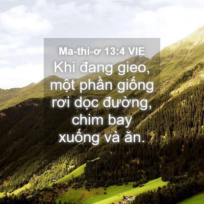 Picture 04 - Ma-thi-ơ 13:4 VIE - Khi đang gieo, một phần giống rơi dọc - Bible Verse Picture
