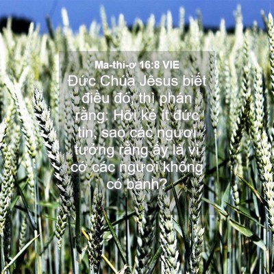 Picture 04 - Ma-thi-ơ 16:8 VIE - Đức Chúa Jêsus biết điều đó, thì - Bible Verse Picture