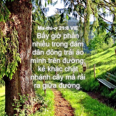 Picture 04 - Ma-thi-ơ 21:8 VIE - Bấy giờ phần nhiều trong đám dân - Bible Verse Picture