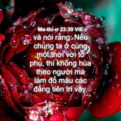 Picture 04 - Ma-thi-ơ 23:30 VIE - và nói rằng: Nếu chúng ta ở cùng một - Bible Verse Picture