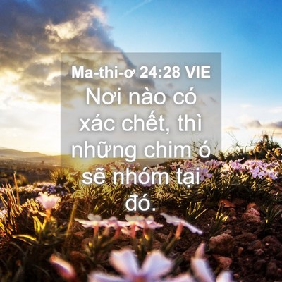 Picture 04 - Ma-thi-ơ 24:28 VIE - Nơi nào có xác chết, thì những chim ó - Bible Verse Picture