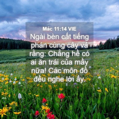 Picture 04 - Mác 11:14 VIE - Ngài bèn cất tiếng phán cùng cây vả - Bible Verse Picture