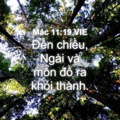Picture 04 - Mác 11:19 VIE - Đến chiều, Ngài và môn đồ ra khỏi - Bible Verse Picture
