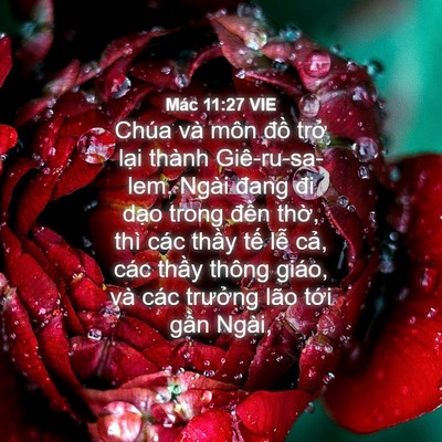 Picture 04 - Mác 11:27 VIE - Chúa và môn đồ trở lại thành - Bible Verse Picture