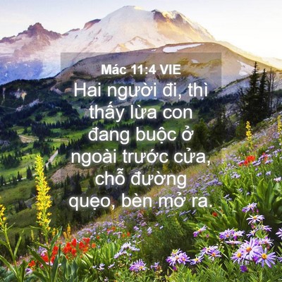 Picture 04 - Mác 11:4 VIE - Hai người đi, thì thấy lừa con đang - Bible Verse Picture