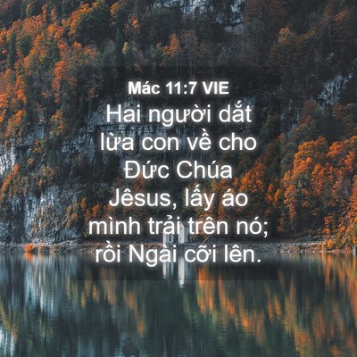 Picture 04 - Mác 11:7 VIE - Hai người dắt lừa con về cho Đức - Bible Verse Picture