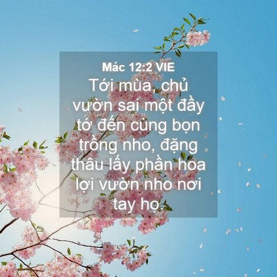 Picture 04 - Mác 12:2 VIE - Tới mùa, chủ vườn sai một đầy tớ - Bible Verse Picture