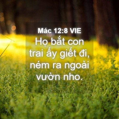 Picture 04 - Mác 12:8 VIE - Họ bắt con trai ấy giết đi, ném ra - Bible Verse Picture