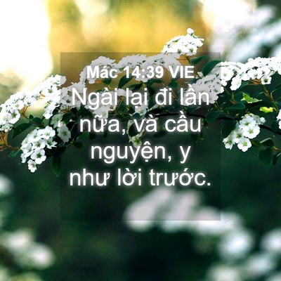 Picture 04 - Mác 14:39 VIE - Ngài lại đi lần nữa, và cầu nguyện, - Bible Verse Picture