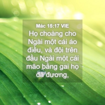 Picture 04 - Mác 15:17 VIE - Họ choàng cho Ngài một cái áo điều, - Bible Verse Picture