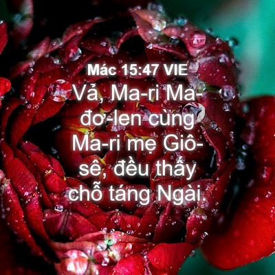 Picture 04 - Mác 15:47 VIE - Vả, Ma-ri Ma-đơ-len cùng Ma-ri mẹ - Bible Verse Picture