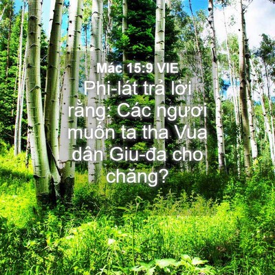 Picture 04 - Mác 15:9 VIE - Phi-lát trả lời rằng: Các ngươi muốn - Bible Verse Picture