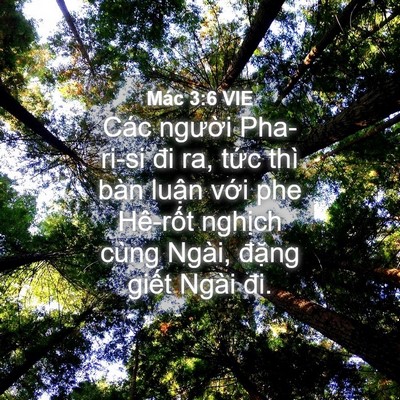 Picture 04 - Mác 3:6 VIE - Các người Pha-ri-si đi ra, tức thì bàn - Bible Verse Picture