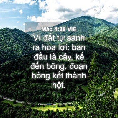 Picture 04 - Mác 4:28 VIE - Vì đất tự sanh ra hoa lợi: ban đầu là - Bible Verse Picture